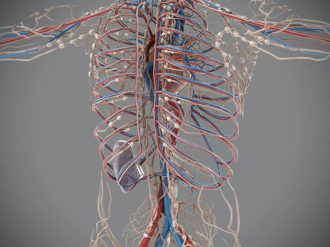 Human Male Circulatory and Lymphatic Anatomy 3D Model