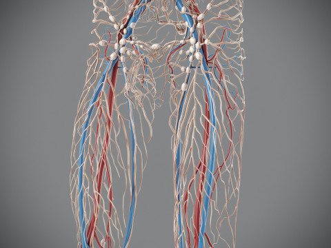 Human Male Circulatory and Lymphatic Anatomy 3D Model