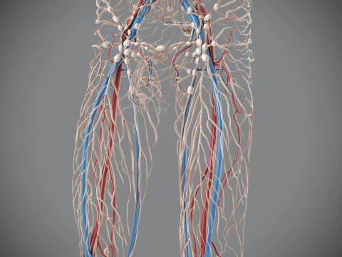 Human Male Circulatory and Lymphatic Anatomy 3D Model