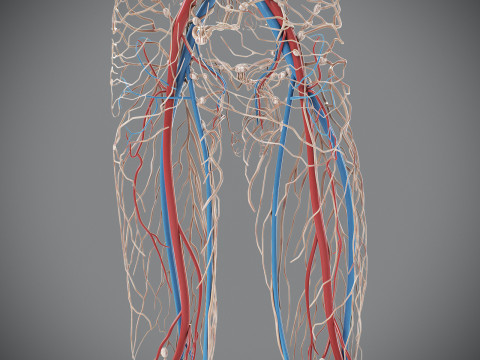 Human Male Circulatory and Lymphatic Anatomy 3D Model