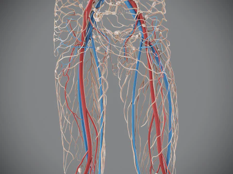 Human Male Circulatory and Lymphatic Anatomy 3D Model
