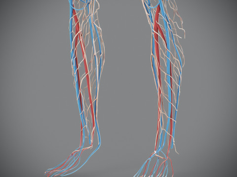 Human Male Circulatory and Lymphatic Anatomy 3D Model