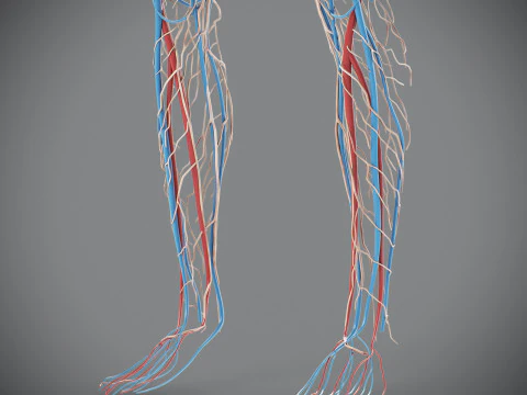 Human Male Circulatory and Lymphatic Anatomy 3D Model
