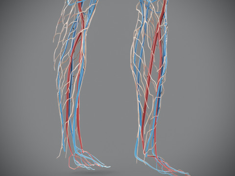 Human Male Circulatory and Lymphatic Anatomy 3D Model