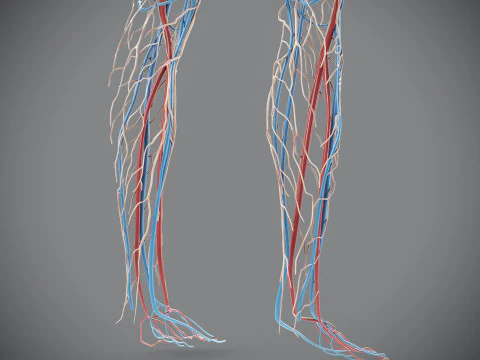 Human Male Circulatory and Lymphatic Anatomy 3D Model