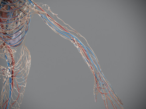 Human Male Circulatory and Lymphatic Anatomy 3D Model