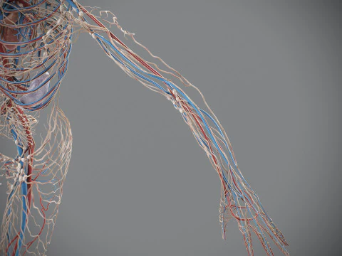 Human Male Circulatory and Lymphatic Anatomy 3D Model