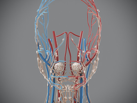 Human Male Circulatory and Lymphatic Anatomy 3D Model