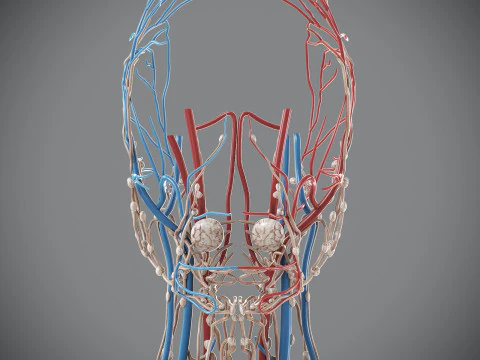Human Male Circulatory and Lymphatic Anatomy 3D Model