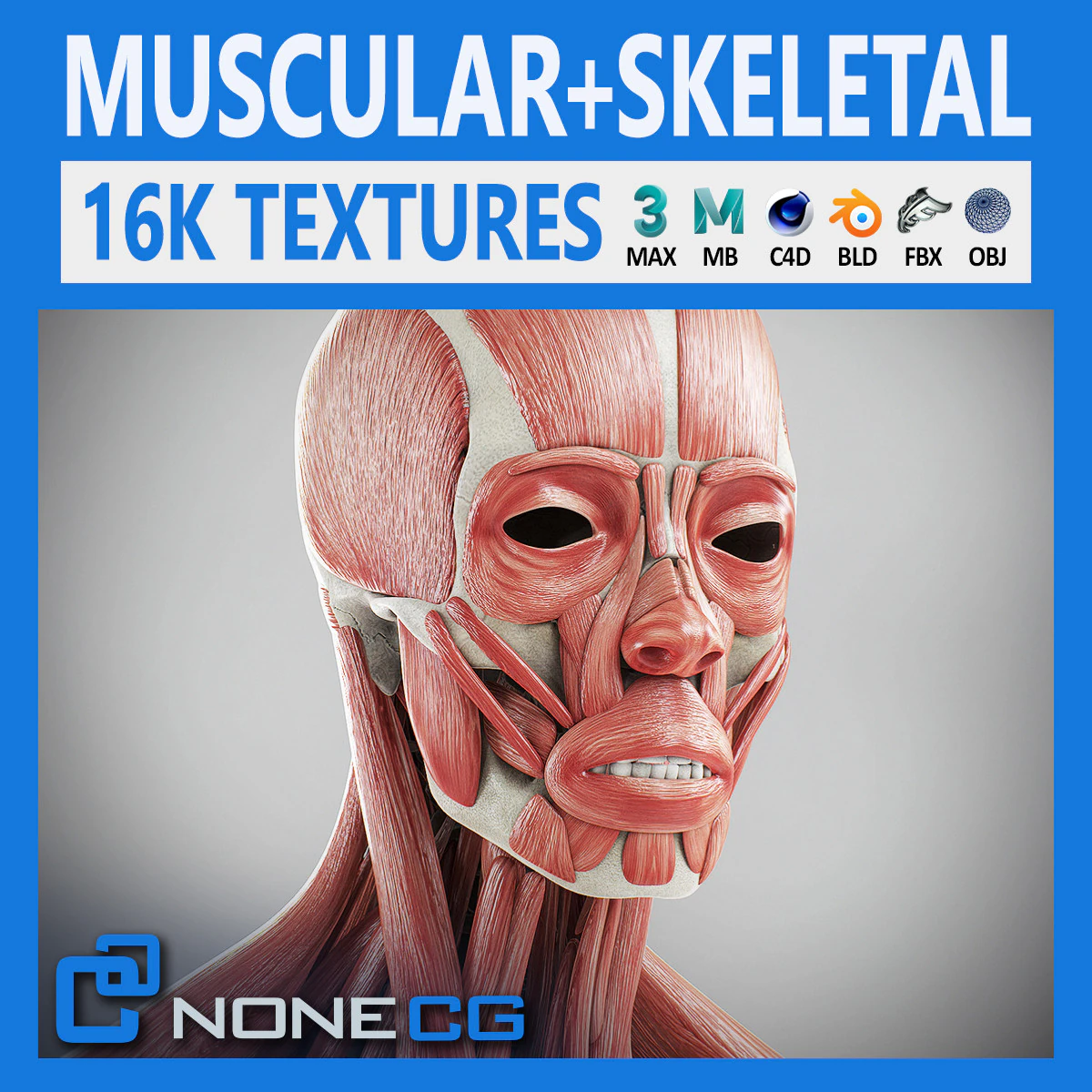 Human Male Skeletal and Muscular Anatomy 3D Model .c4d .max .obj .3ds .fbx .stl .blend 
