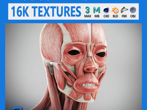 Human Male Skeletal and Muscular Anatomy 3D Model