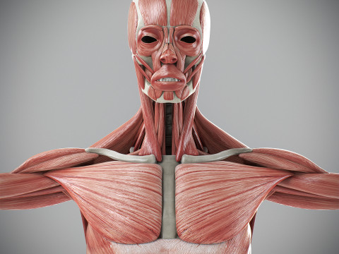 Human Male Skeletal and Muscular Anatomy Modèle 3D