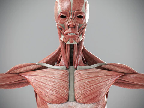 Human Male Skeletal and Muscular Anatomy 3D Model