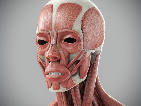 Human Male Skeletal and Muscular Anatomy Modèle 3D