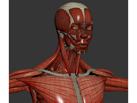 Human Male Skeletal and Muscular Anatomy Modèle 3D