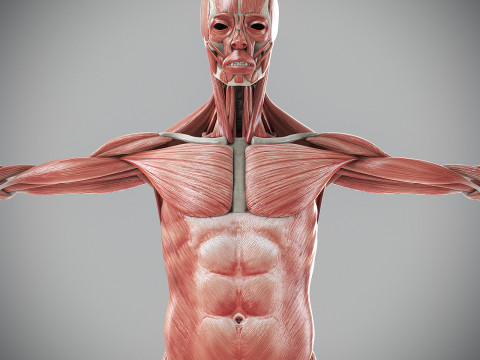 Human Male Skeletal and Muscular Anatomy Modèle 3D