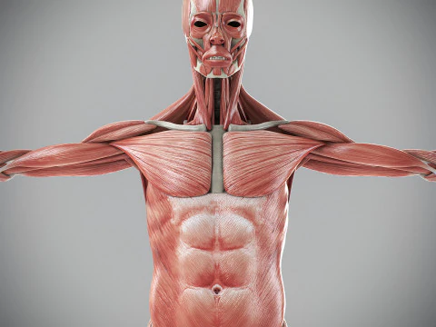 Human Male Skeletal and Muscular Anatomy 3D Model
