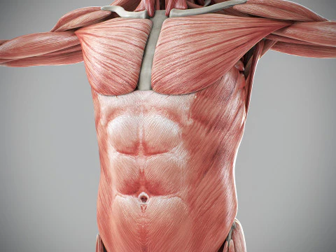 Human Male Skeletal and Muscular Anatomy 3D Model