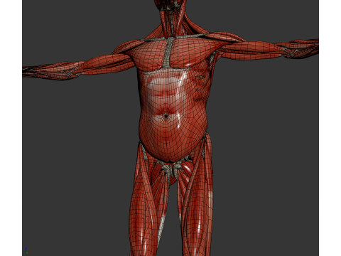 Human Male Skeletal and Muscular Anatomy Modèle 3D