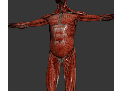 Human Male Skeletal and Muscular Anatomy 3D Model
