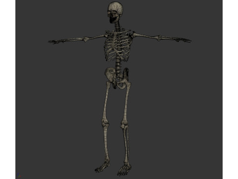 Human Male Skeletal and Muscular Anatomy Modèle 3D