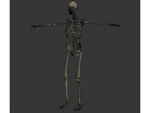 Human Male Skeletal and Muscular Anatomy 3D Model