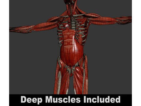 Human Male Skeletal and Muscular Anatomy 3D Model