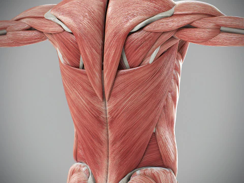 Human Male Skeletal and Muscular Anatomy 3D Model