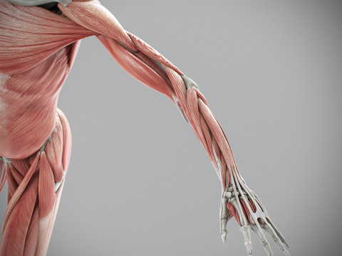 Human Male Skeletal and Muscular Anatomy Modèle 3D