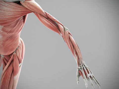 Human Male Skeletal and Muscular Anatomy 3D Model