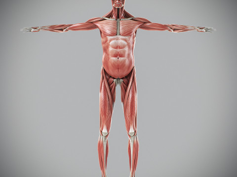 Human Male Skeletal and Muscular Anatomy Modèle 3D