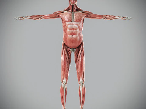 Human Male Skeletal and Muscular Anatomy 3D Model