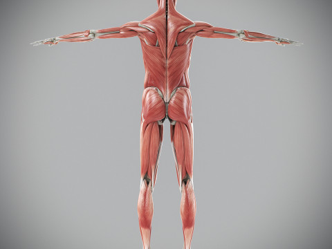 Human Male Skeletal and Muscular Anatomy Modèle 3D