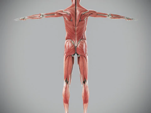 Human Male Skeletal and Muscular Anatomy 3D Model