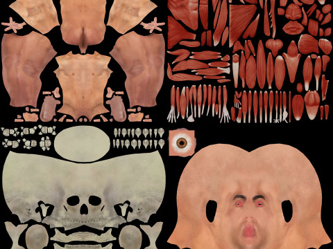 Human Male Skeletal and Muscular Anatomy Modèle 3D