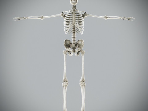 Human Male Skeletal and Muscular Anatomy Modèle 3D
