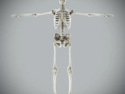 Human Male Skeletal and Muscular Anatomy 3D Model