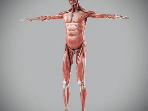 Human Male Skeletal and Muscular Anatomy 3D Model