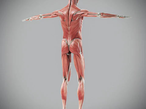 Human Male Skeletal and Muscular Anatomy 3D Model