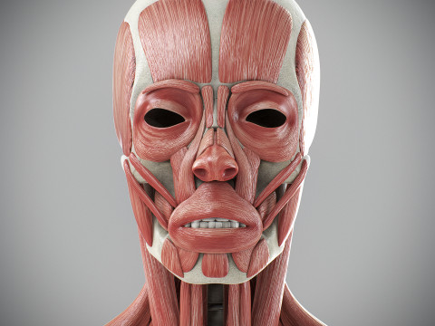 Human Male Skeletal and Muscular Anatomy Modèle 3D