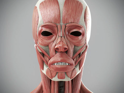 Human Male Skeletal and Muscular Anatomy 3D Model