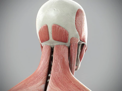 Human Male Skeletal and Muscular Anatomy 3D Model