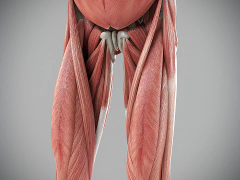 Human Male Skeletal and Muscular Anatomy 3D Model