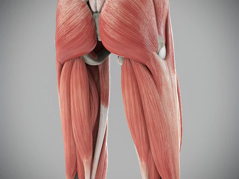 Human Male Skeletal and Muscular Anatomy 3D Model