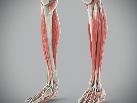 Human Male Skeletal and Muscular Anatomy Modèle 3D