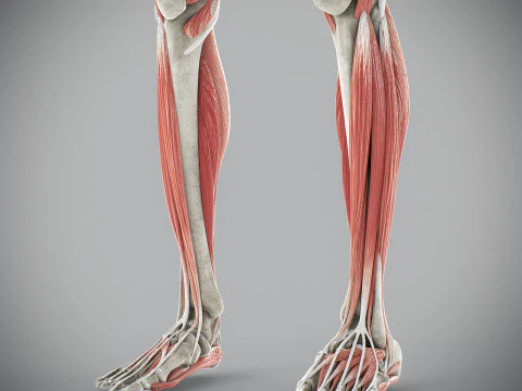 Human Male Skeletal and Muscular Anatomy 3D Model