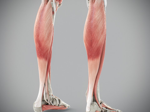 Human Male Skeletal and Muscular Anatomy Modèle 3D