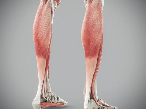 Human Male Skeletal and Muscular Anatomy 3D Model