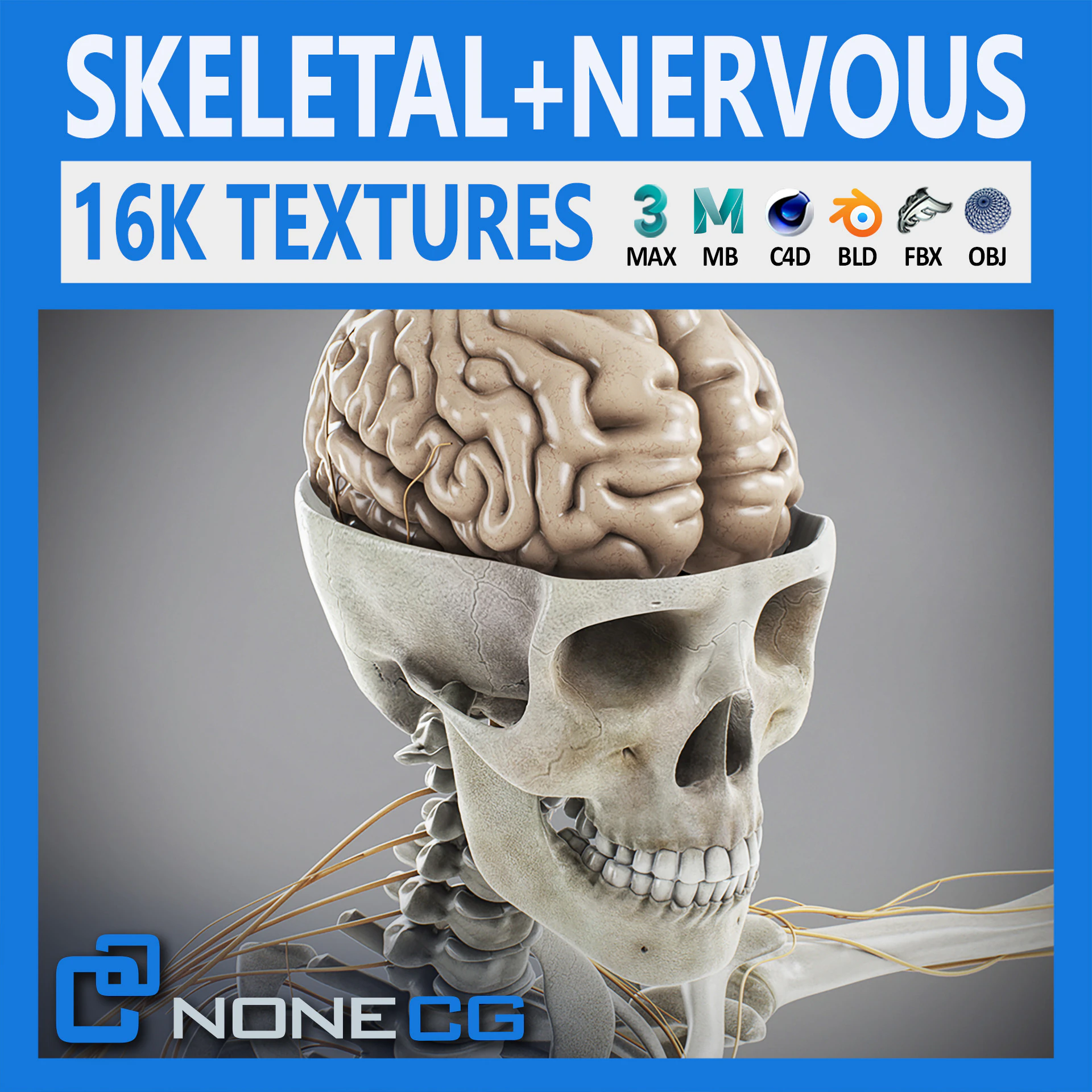 Anatomia scheletrica e nervosa maschile umana Modello 3D .c4d .max .obj .3ds .fbx .stl .blend