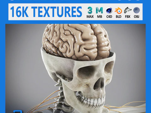 Мужская скелетная и нервная анатомия человека 3D Модель